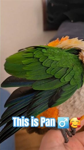 Relaxed Caique Parrot Preening on My Hand 🥰🦜 | Calm Pet Bird #Shorts