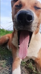 Funny Dog Face Close-Up 🐶😂