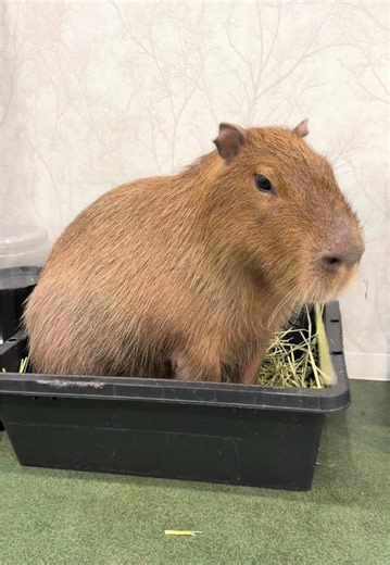 Capybara Cafe Tokyo: Real Meal at Capybara Cafe (Not Playing With Food)