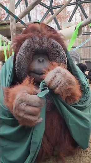 Smart orangutan tying a knot 🦧🤎