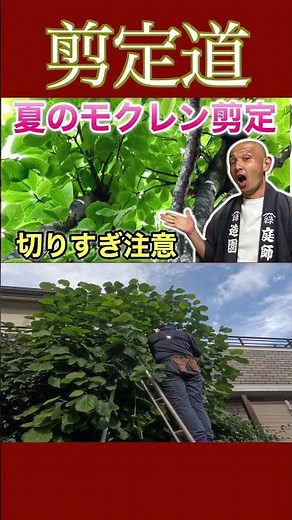 切りすぎ注意！！《夏のモクレン剪定》葉を残せば小さくできる！！ #庭木の管理 #庭作業 #剪定方法 #切り戻し #庭木の手入れ #庭木の剪定 #植物 #初心者 #ガーデニング