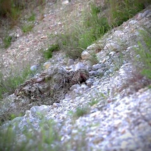 He disappeared at the end 😮 #foryoupage #fypシ #military #army #camoflauge