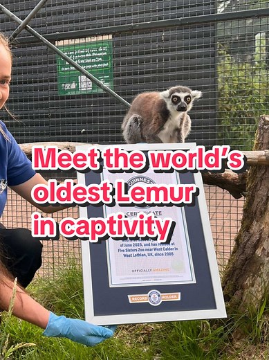Stumpy: The World's Oldest Lemur in Captivity