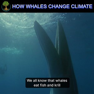 Think whales are just ocean giants? Dive deeper and discover their astonishing role in reshaping our climate. Unveiling a hidden ocean mystery where each whale is not just a majestic animal, but a key architect in the health of our planet. How do these leviathans hold a secret to keeping the climate in balance? Embark on a journey beneath the waves to unravel the untold story of the ocean's mightiest guardians. #whales #climate #TrophicCascade | Sustainable Human