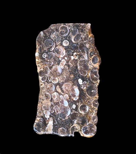 Turritella Agate Slab, Agatized Sea Shells for Lapidary, Rough for Cabbing, Rock Lover Gifts - Etsy