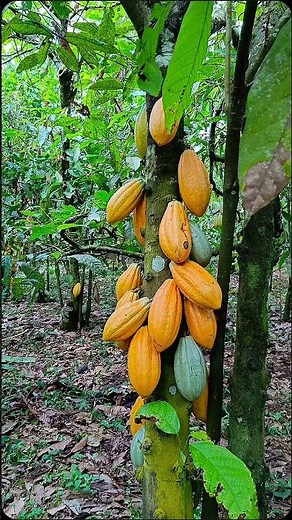 How and Why to Start an Agroforestry Farm (cocoa)for Environmental Sustainability and Climate Action