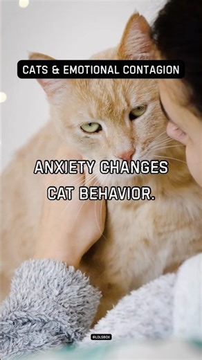 Anxiety changes cat behavior. Hormonal shifts affect scent and routine.