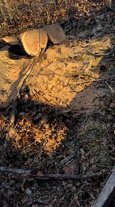 29K views · 525 reactions | Just how it is … #BigBoomBaby #tips #america #TKP #showtime #powertools #love | Timberkutterpatriot | Facebook