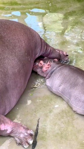 20K views · 4.2K reactions | "Did You Know? 鍊 Hippo Milk is PINK! " . . . #kangaroo #hippo #cow #monkey #FactOfTheDay #facts #telugufacts | H S FACTS | Facebook