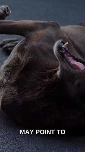How to Recognize Health Issues in Your Aging Dog's Behavior