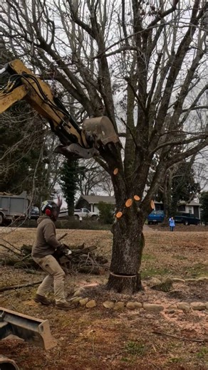 Pushing trees over with a mini excavator!