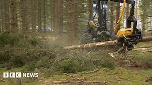 Scotland's timber industry warns of forest slump