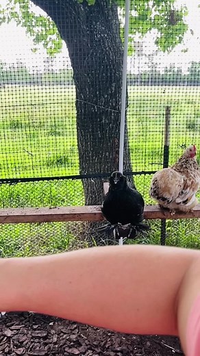 8.9K views · 298 reactions | Have you seen a chicken fly in slow motion? This girl loves her some attention!殺 #chickens #fresheggs #chickensofig #hens #chickenlife #chooks #happychickens #petchickens #freerangechickens #bantam #BackyardChickens #girlgonefarming | Gulf Coast Cluckers | Facebook
