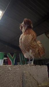 3.8K views · 362 reactions | Monday morning crow from Ben the polish rooster #morningcrow #polishrooster | Caenhill Countryside Centre | Facebook