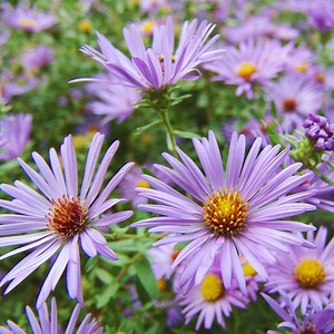 Raydon's Favorite Aromatic Aster, Aster oblongifolius | High Country Gardens