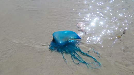 Surviving a man o’ war sting