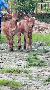 Adorable pure Brahman calves sprinting joyfully across the pasture — a perfect picture of health, spirit, and nature’s finest breed in motion. 🐂💨 #reelsfbシ #reelsviralシfb #beauty #coworking #cowboy #cutebaby | Biggest Bulls Of Bangladesh