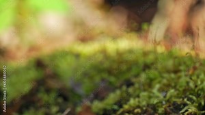 Macro shot with shallow depth of field showing details of moss in the forest. Focus shift.