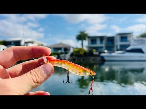 XL Bream on Surface lures | Gold Coast Lakes