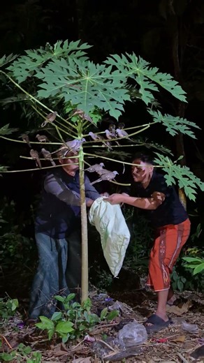 panin the pigeon. #trending #animals #fypシ゚viral