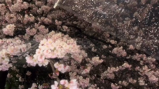 After the rain everything looks so peaceful 🌸 | Serenity