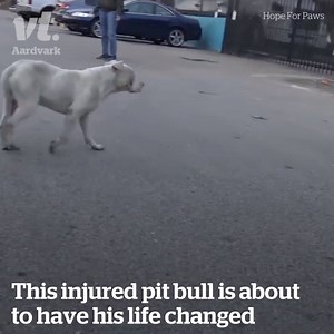 169K views · 1.3K reactions | Thank goodness this pit bull got a second chance ❤️ | Lovimals | Facebook