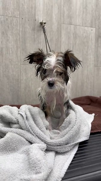 Charlie 🐶🥹💙 #baby #first #firstgrooming #shihtzu #mix #yorkie #mixb... | shorkie dogs