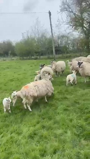 🐑SHEEP AND LAMBS HEADING TO GISBURN • 15 Mule Shearlings with Texel x twin lambs 📸H Carr & Son, Malham 📍Sale 10:30am in the bottom ring! 🔗 https://www.gisburnauctions.com/Catalogues | Gisburn Auction Mart