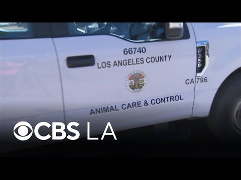 300 animals rescued from "filthy" conditions at Los Angeles-area property