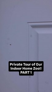 Indoor Home Zoo: Part 1 😳 Spotted turtles are one of the very few turtle species that remain active in near-freezing water and will crawl under ice to forage. While most turtles fully shut down and brumate when temperatures drop, spotted turtles often stay mobile in late winter and very early spring—sometimes moving and feeding when ice is still present. This makes them one of the earliest-emerging turtles in North America, active weeks before painted, sliders, or map turtles. #gardenstatetorto