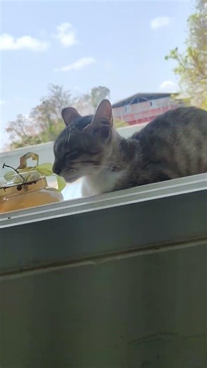 இது தெரியாம போச்சி #funnyanimals