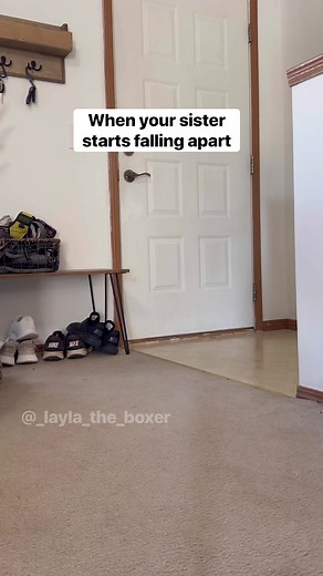 12M views · 427K reactions | What was mom thinking taking my sister’s hair out  #funnydogs #dogskit #skit #dogactor #australianshepherd #heeler #whiteboxer #boxer #boxerdog #dogvideos #cutedogs #comedy #comedyskit #funnydogvideos #dogshedding #momcombsdog #dogstapehairback | Layla the Boxer | Facebook