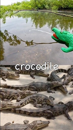 Kids Learn | Animal Names at the pond: Crocodile Koala Flamingo Bear Giraffe