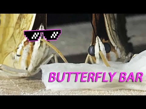 How to feed a BUTTERFLY!