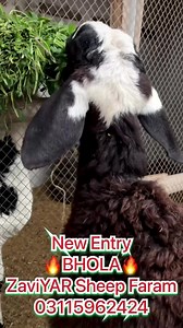 17 reactions | *New Entry > BHOLA* *Zaviyar’S > Ablak Beauty*...