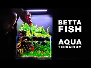 HOW TO: Betta Fish AquaTerrarium (No Ferts No co2 Aquascape)