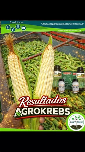 AGROKREBS on Instagram: "𝗔𝗠𝗜𝗚𝗢 𝗣𝗥𝗢𝗗𝗨𝗖𝗧𝗢𝗥😎 Conoce los paquetes que tenemos para tí🤠 𝑷𝑨𝑸𝑼𝑬𝑻𝑬 𝑰𝑵𝑰𝑪𝑰𝑶 𝑫𝑬 𝑴𝑨𝑰́𝒁🌽 El cual consta de: ✅Creci-Humus ➡️ 2L ✅Krebs 20-30-10 ➡️ 2Kg ✅Root-Grow ➡️ 0.5L ............................. 𝑷𝑨𝑸𝑼𝑬𝑻𝑬 𝑳𝑳𝑬𝑵𝑨𝑫𝑶 𝑫𝑬 𝑴𝑨𝑰́𝒁🌽🌽🌽 El cual consta de: ✅Multi K ➡️2L ✅Multi Zinc ➡️ 1L ✅Ar-vexx ➡️0.5L #YoSoyAgrokrebs #LíderesEnNutrición #fotosíntesis #campo #agricultura"
