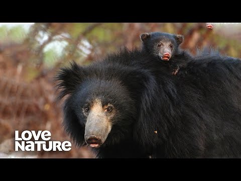 Sloth Bear Family Surprise Reunion with Grandma Bear | Love Nature