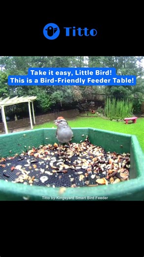 This Little Bird Visits the Feeder for the First Time😆 #Titto #Smartbirdfeeder #Birds