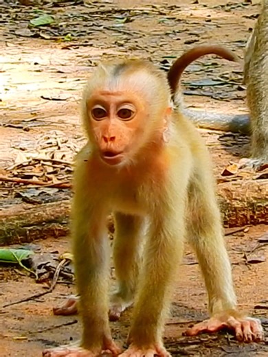 3.9K views · 33 reactions | Lynx cry and cry extremely sad calling his mom come SAVE him #beautiful #monkeydluffy #monkeycute #babymonkey #monkeyface #lovely #monkey #cute #animals #animalsbaby #poormonkey #monkeycry #funny #funnyvideo #cuteanimals | Monkey TV7 | Facebook