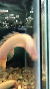 1.7K views · 41 reactions | 2-21-20 new arrivals Red belly piranhas...