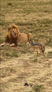 A Jackal Just Stole Food From a Male Lion's Mouth