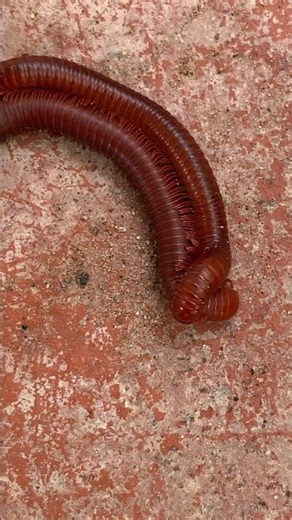 1,000 Legs of Mystery: The Millipede Story