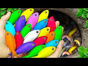 Catch beautiful aquarium fish in small pond baby turtles, pencil fish, nemo fish, guppies, iguanas.