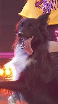 This dog will put a smile on your face