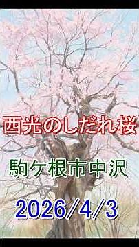 樹齢400年の奇跡。西光（せいこう）のしだれ桜が魅せる別格の春【駒ヶ根市中沢】#西光のしだれ桜 #しだれ桜 #駒ヶ根市 #信州の春 #桜2026 #お花見 #景観保存樹 #中沢地区