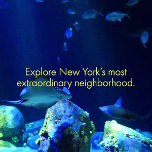 29K views · 1.3K reactions | Immerse yourself in underwater New York. Ocean Wonders: Sharks! is now open. | New York Aquarium | Facebook