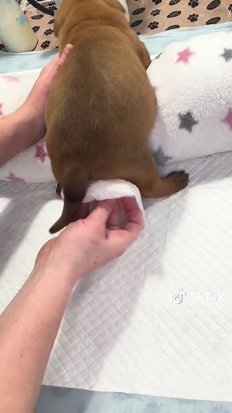 Potty Training Rottweiler Puppies Effectively