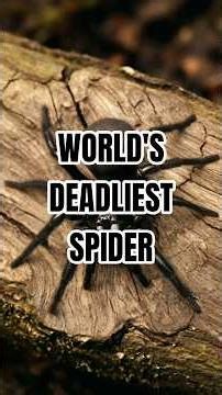 The World’s Deadliest Spider… Could Be Under Your Feet #sydneyfunnelspider #spider #facts #animals