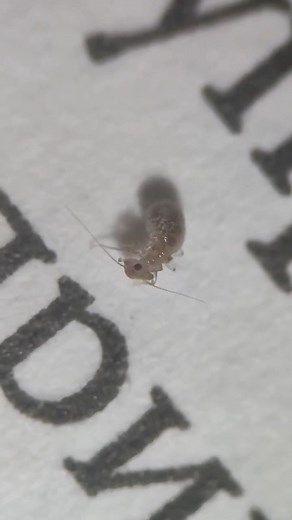 Exploring Insect Anatomy: Close-Up Shots of Legs and Bodies